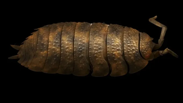 Framed Print : Scanning Electron Micrograph (SEM): Common Rough Woodlouse, Magnification x 20 (A4 size: 29. 7 cm width) Framed Print : Scanning Electron Micrograph (SEM): Common Rough Woodlouse, Magnification x 20 (A4 size: 29. 7 cm width)