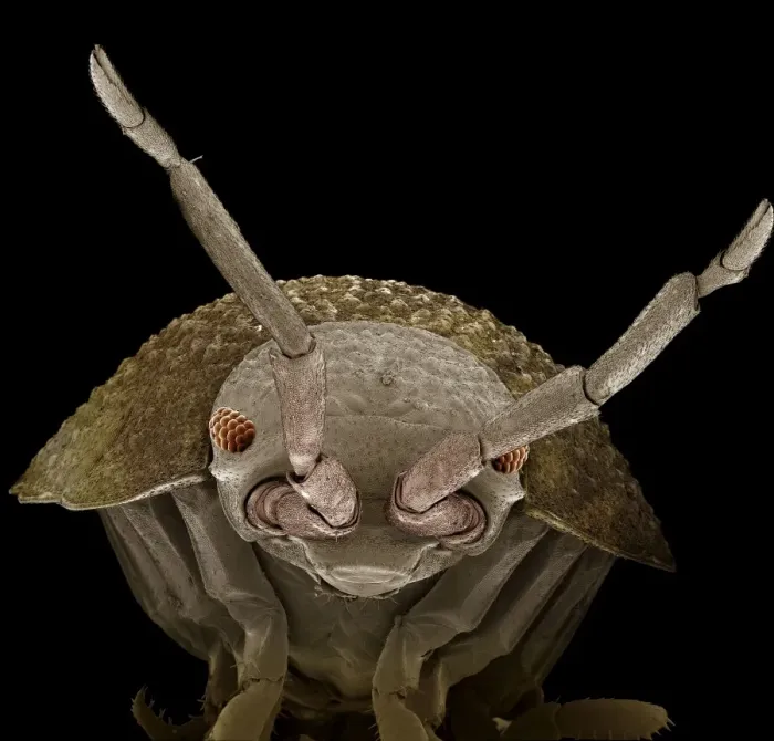 Framed Print : Scanning Electron Micrograph (SEM): Common Rough Woodlouse, Magnification x 55 (A4 size: 29. 7 cm width) Framed Print : Scanning Electron Micrograph (SEM): Common Rough Woodlouse, Magnification x 55 (A4 size: 29. 7 cm width)