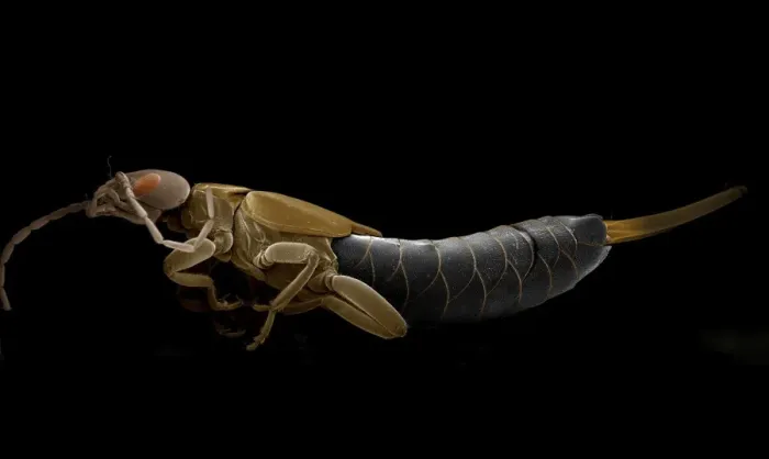 Framed Print : Scanning Electron Micrograph (SEM): Earwig; Magnification x 15 (A4 size: 29. 7 cm width) Framed Print : Scanning Electron Micrograph (SEM): Earwig; Magnification x 15 (A4 size: 29. 7 cm width)
