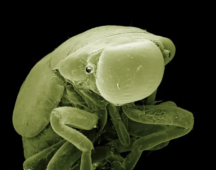 Framed Print : Scanning Electron Micrograph (SEM): Froghopper (nymph), Magnification x70 (A4 size: 29. 7 cm width) Framed Print : Scanning Electron Micrograph (SEM): Froghopper (nymph), Magnification x70 (A4 size: 29. 7 cm width)