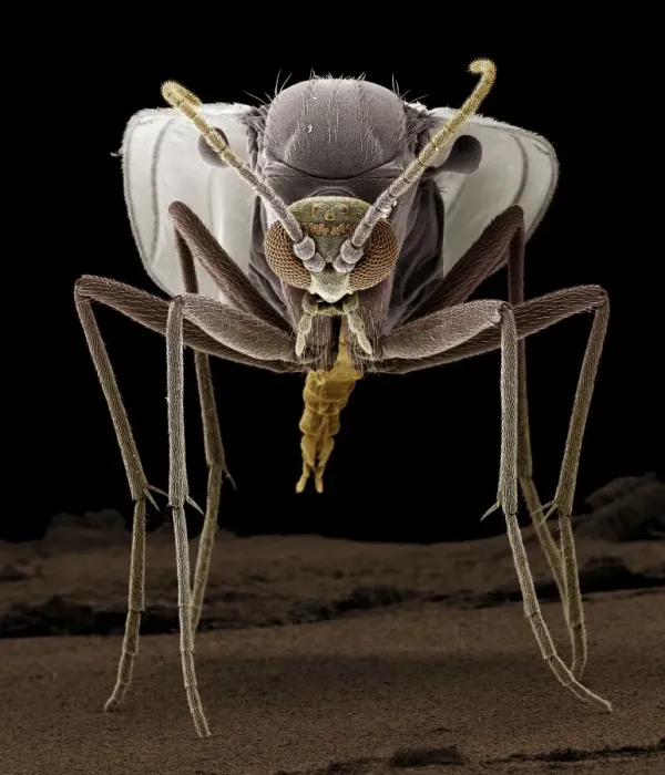 Framed Print : Scanning Electron Micrograph (SEM): Fungus Gnat, ; Magnification x 80 (A4 size: 29. 7 cm width)