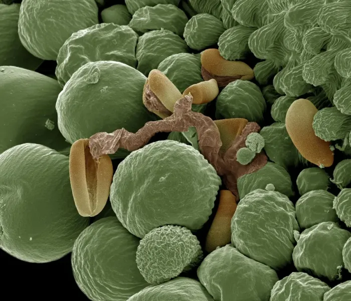 Framed Print : Scanning Electron Micrograph (SEM): Germination showing pollen tube in Lilly, Magnification x (A4 size: 29. 7 cm width) Framed Print : Scanning Electron Micrograph (SEM): Germination showing pollen tube in Lilly, Magnification x (A4 size: 29. 7 cm width)