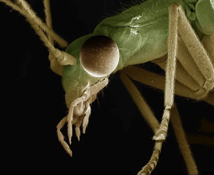 Framed Print : Scanning Electron Micrograph (SEM): Green Lacewing, Magnification x 90 (A4 size: 29. 7 cm width) Framed Print : Scanning Electron Micrograph (SEM): Green Lacewing, Magnification x 90 (A4 size: 29. 7 cm width)