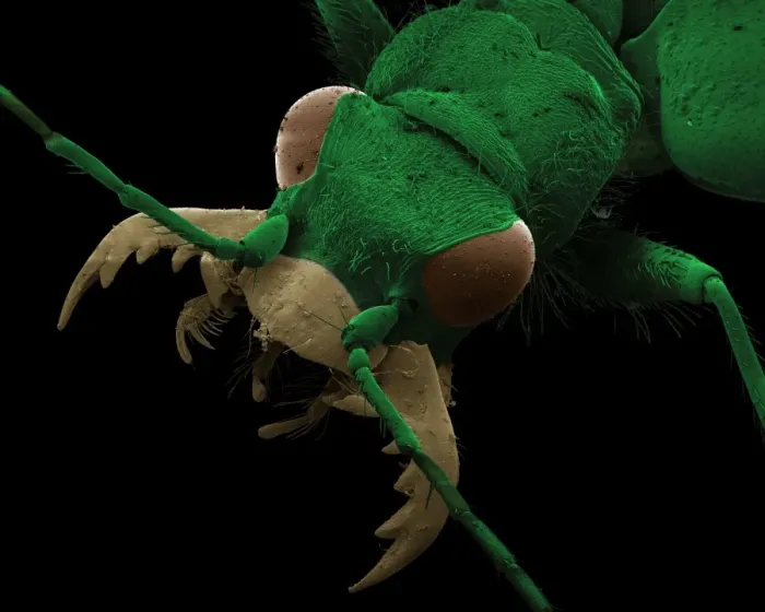 Framed Print : Scanning Electron Micrograph (SEM): Green Tiger Beetle, Magnification x 32 (A4 size: 29. 7 cm width) Framed Print : Scanning Electron Micrograph (SEM): Green Tiger Beetle, Magnification x 32 (A4 size: 29. 7 cm width)