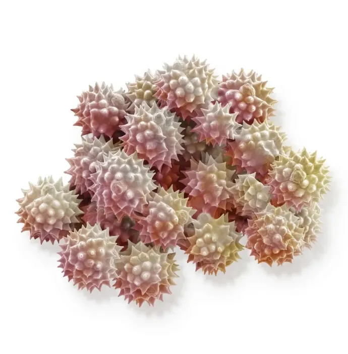 Framed Print : Scanning Electron Micrograph (SEM): Groundsel, Magnification x 3, 000 (A4 size: 29. 7 cm width) Framed Print : Scanning Electron Micrograph (SEM): Groundsel, Magnification x 3, 000 (A4 size: 29. 7 cm width)