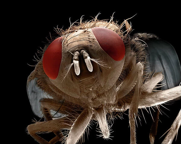 Scanning Electron Micrograph (SEM): House Fly, Magnification x 40 (A4 size: 29. 7 cm width)
