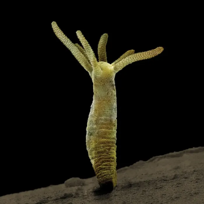 Framed Print : Scanning Electron Micrograph (SEM): Hydra - Magnification unknown Framed Print : Scanning Electron Micrograph (SEM): Hydra - Magnification unknown