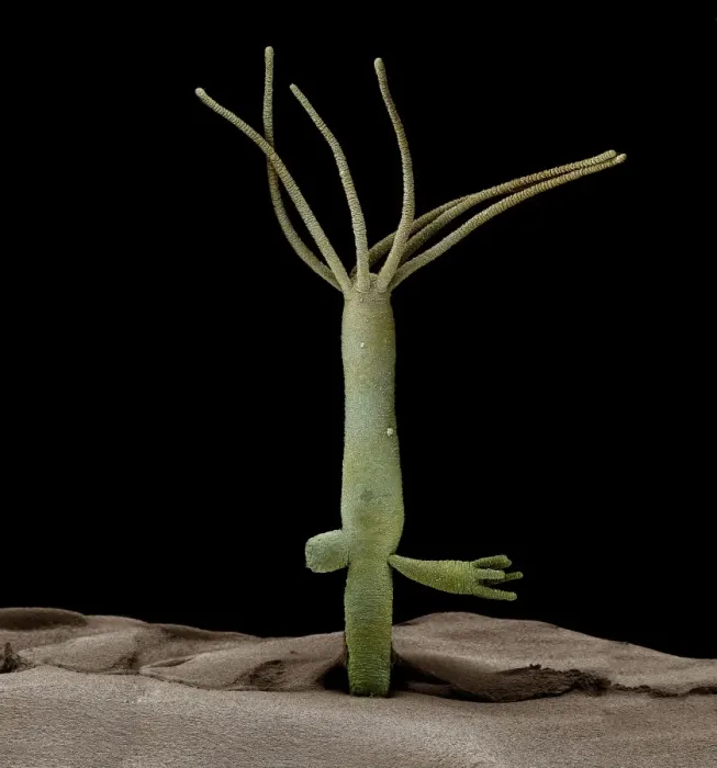 Framed Print : Scanning Electron Micrograph (SEM): Hydra - Magnification unknown Framed Print : Scanning Electron Micrograph (SEM): Hydra - Magnification unknown