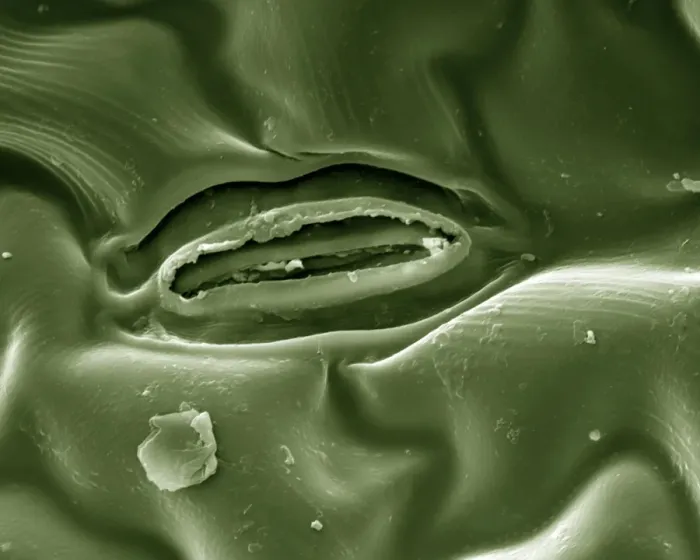 Framed Print : Scanning Electron Micrograph (SEM) Leaf Stomata; Magnification x 4, 000 (A4 size: 29. 7 cm width) Framed Print : Scanning Electron Micrograph (SEM) Leaf Stomata; Magnification x 4, 000 (A4 size: 29. 7 cm width)
