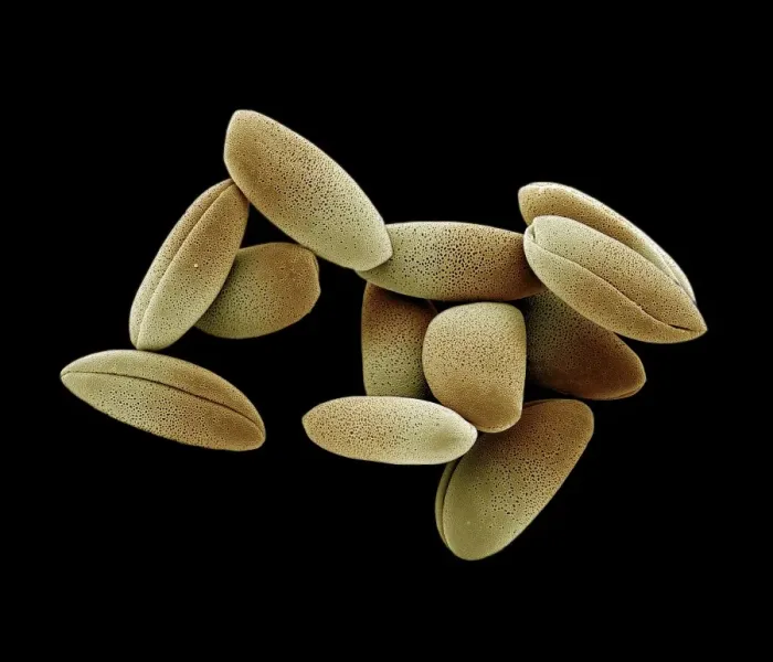 Framed Print : Scanning Electron Micrograph (SEM): Lily Pollen, Magnification x 1, 200 (A4 size: 29. 7 cm width)  Framed Print : Scanning Electron Micrograph (SEM): Lily Pollen, Magnification x 1, 200 (A4 size: 29. 7 cm width) 