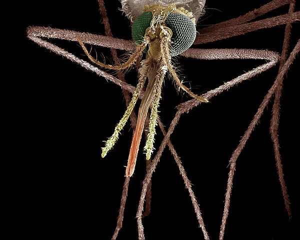 Scanning Electron Micrograph (SEM): Mosquito, Female; Magnification x 55 (A4 size: 29. 7 cm width)