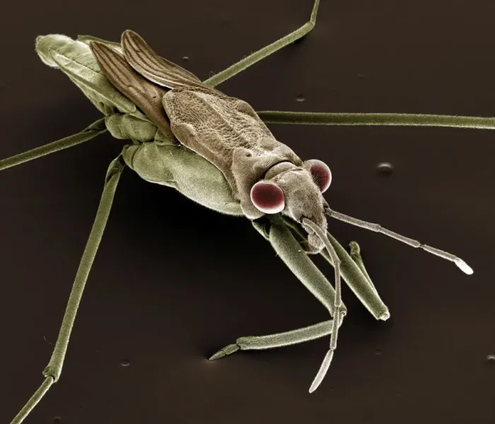 Framed Print : Scanning Electron Micrograph (SEM): Pond Skater, Magnification x 40 (A4 size: 29. 7 cm width) Framed Print : Scanning Electron Micrograph (SEM): Pond Skater, Magnification x 40 (A4 size: 29. 7 cm width)