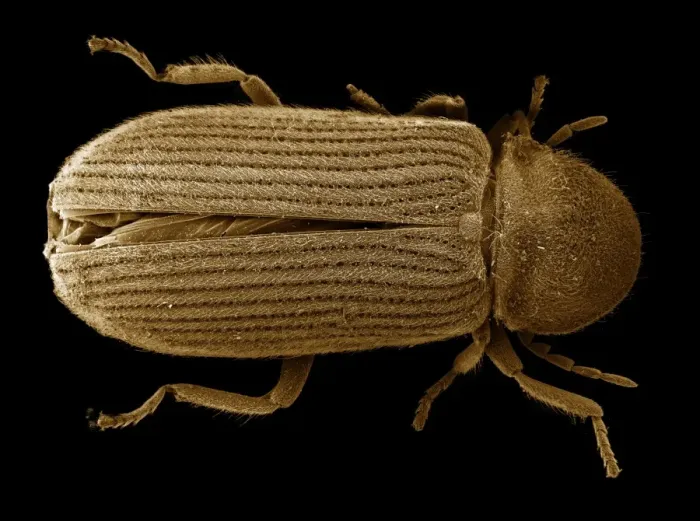Framed Print : Scanning Electron Micrograph (SEM): Powder Post Beetle - Magnification x 30 (if print A4 size: 29. 7 cm wide) Framed Print : Scanning Electron Micrograph (SEM): Powder Post Beetle - Magnification x 30 (if print A4 size: 29. 7 cm wide)