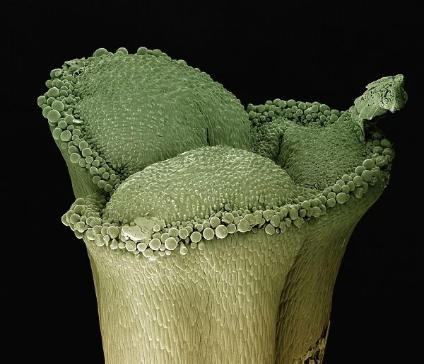 Scanning Electron Micrograph (SEM): stigma of a lily, Magnification x 100 (A4 size: 29. 7 cm width)