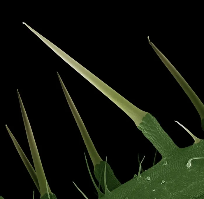 Framed Print : Scanning Electron Micrograph (SEM): Stinging Nettle, Magnification x 130 (A4 size: 29. 7 cm width) Framed Print : Scanning Electron Micrograph (SEM): Stinging Nettle, Magnification x 130 (A4 size: 29. 7 cm width)