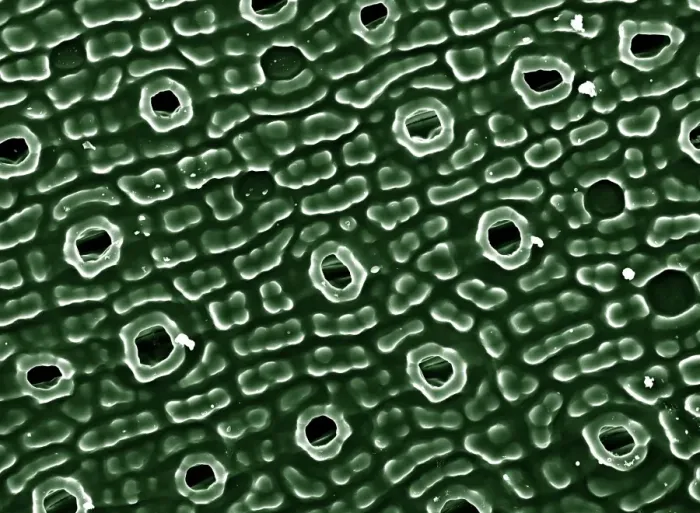 Framed Print : Scanning Electron Micrograph (SEM): Stomata of Yew Leaf; Magnification 830 A4 size: 29. 7 cm width) Framed Print : Scanning Electron Micrograph (SEM): Stomata of Yew Leaf; Magnification 830 A4 size: 29. 7 cm width)