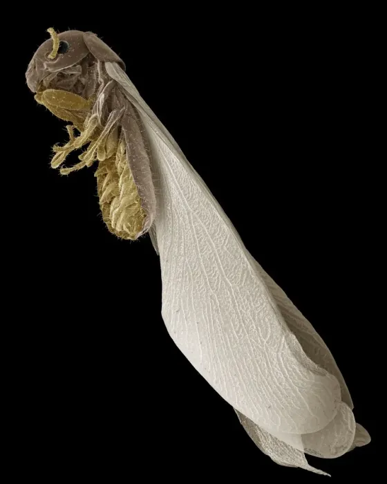 Framed Print : Scanning Electron Micrograph (SEM): Termite, Magnification x 30 (A4 size: 29. 7 cm width) Framed Print : Scanning Electron Micrograph (SEM): Termite, Magnification x 30 (A4 size: 29. 7 cm width)
