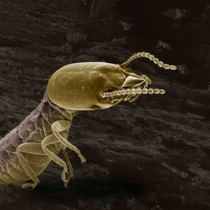 Framed Print : Scanning Electron Micrograph (SEM): Termite (worker), ; Magnification x 65 (if print A4 size: 29. 7 cm wide) Framed Print : Scanning Electron Micrograph (SEM): Termite (worker), ; Magnification x 65 (if print A4 size: 29. 7 cm wide)