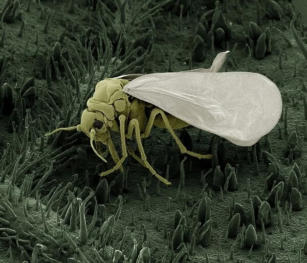 Scanning Electron Micrograph (SEM): Whitefly, Magnification x 130 (A4 size: 29. 7 cm width)