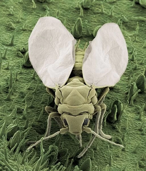 Scanning Electron Micrograph (SEM): Whitefly, Magnification x 160 (A4 size: 29. 7 cm width)