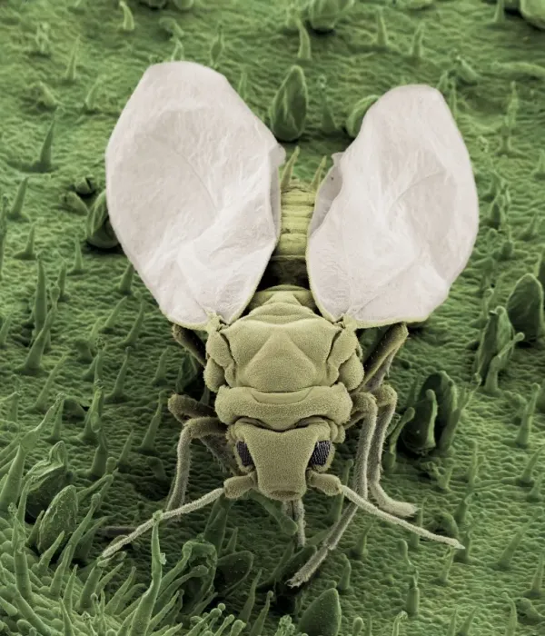 Framed Print : Scanning Electron Micrograph (SEM): Whitefly, Magnification x 160 (A4 size: 29. 7 cm width) Framed Print : Scanning Electron Micrograph (SEM): Whitefly, Magnification x 160 (A4 size: 29. 7 cm width)