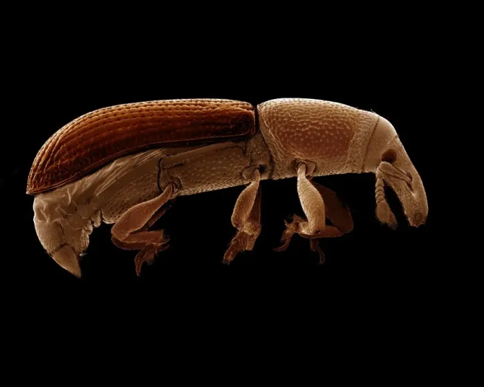 Framed Print : Scanning Electron Micrograph (SEM): Wood Boring Weevil, Magnification x 70 (A4 size: 29. 7 cm width) Framed Print : Scanning Electron Micrograph (SEM): Wood Boring Weevil, Magnification x 70 (A4 size: 29. 7 cm width)