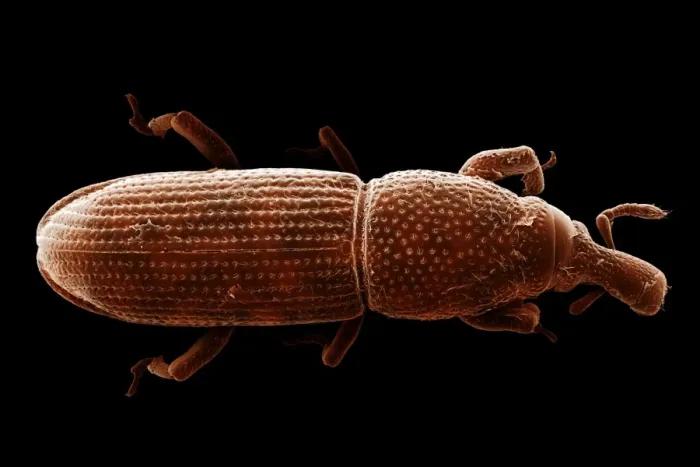 Framed Print : Scanning Electron Micrograph (SEM): Wood-boring Weevil - Magnification x 70 (if print A4 size: 29. 7 cm wide) Framed Print : Scanning Electron Micrograph (SEM): Wood-boring Weevil - Magnification x 70 (if print A4 size: 29. 7 cm wide)