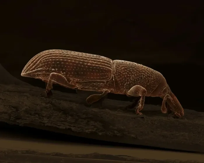Framed Print : Scanning Electron Micrograph (SEM): Wood-boring Weevil - Magnification x 85 (if print A4 size: 29. 7 cm wide) Framed Print : Scanning Electron Micrograph (SEM): Wood-boring Weevil - Magnification x 85 (if print A4 size: 29. 7 cm wide)