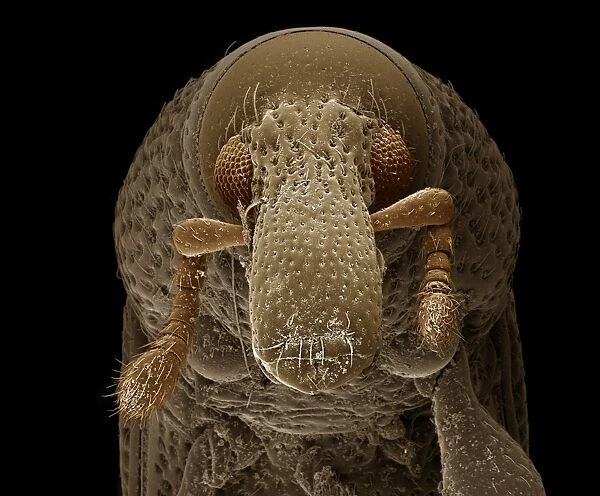Scanning Electron Micrograph: Woodboring Weevil, Magnification x 222 (A4 size: 29. 7 cm width)