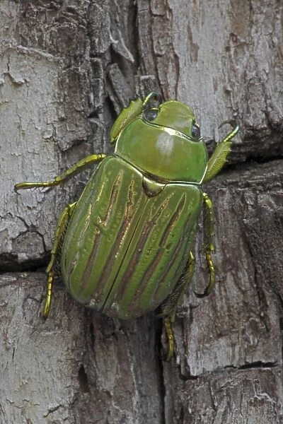 Scarab Beetle - Chiricahua Mountains - Arizona - USA