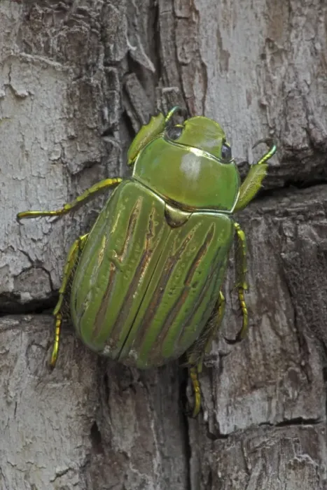 Framed Print : Scarab Beetle - Chiricahua Mountains - Arizona - USA Framed Print : Scarab Beetle - Chiricahua Mountains - Arizona - USA