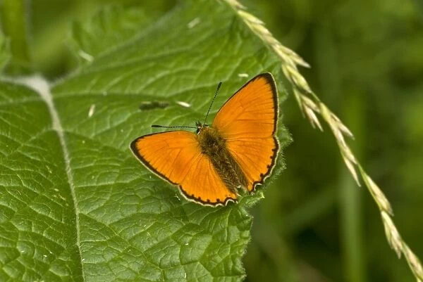 Scarce copper Upperside, resting on leaf Bukk National Park Hungary
