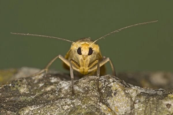 Scarce Footman Moth - Essex, UK IN000896