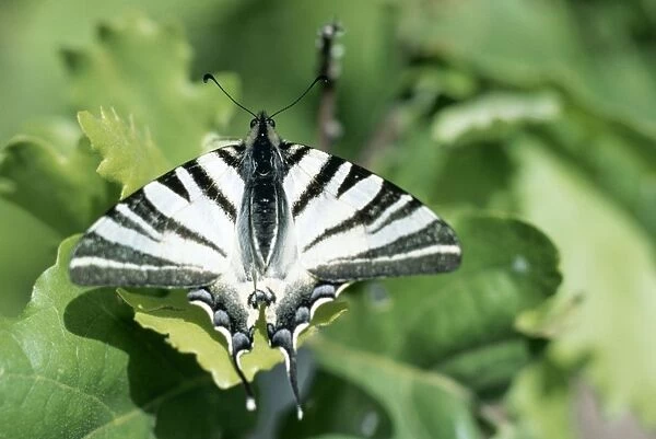 Scarce Swallowtail Butterfly ROG 1318 France ???????? © Bob Gibbons ARDEA LONDON