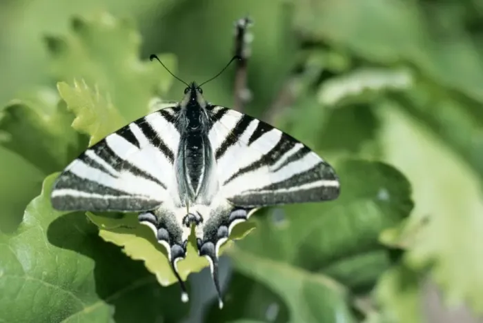 Framed Print : Scarce Swallowtail Butterfly ROG 1318 France ???????? © Bob Gibbons ARDEA LONDON Framed Print : Scarce Swallowtail Butterfly ROG 1318 France ???????? © Bob Gibbons ARDEA LONDON