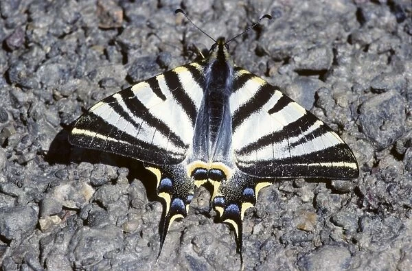 Scarce Swallowtail - France