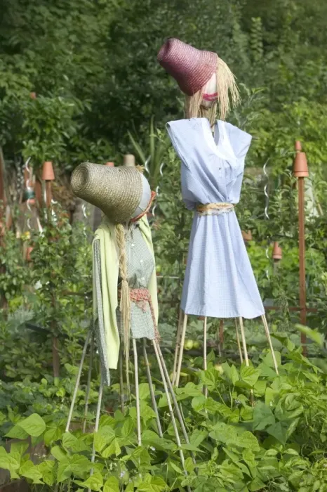 Framed Print : Scarecrows - in Allotment / Vegetable Garden / Kitchen Garden Framed Print : Scarecrows - in Allotment / Vegetable Garden / Kitchen Garden