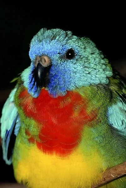 Scarlet-chested Parakeet - Australia