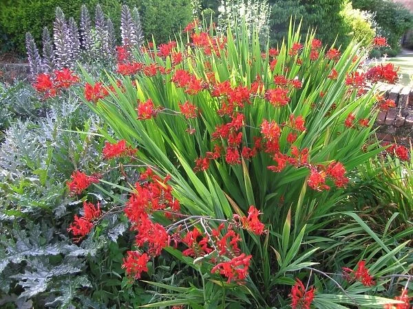 Scarlet coloured Crocosmia (Foreground) Acanthus  /  Bear's Breeches (Background)