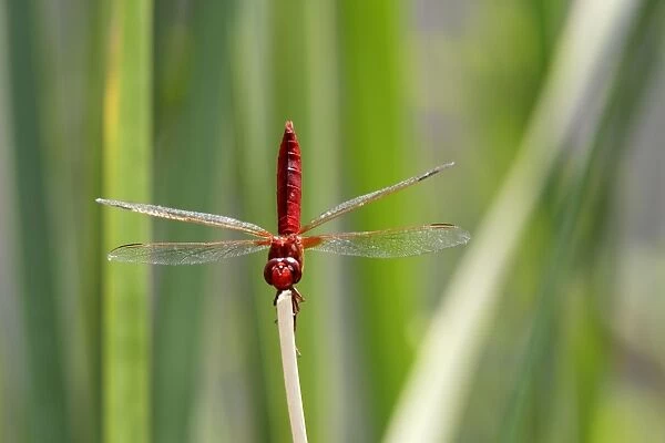 Scarlet Dragonfly. France