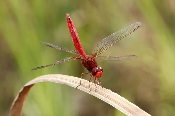 Scarlet Dragonfly. France