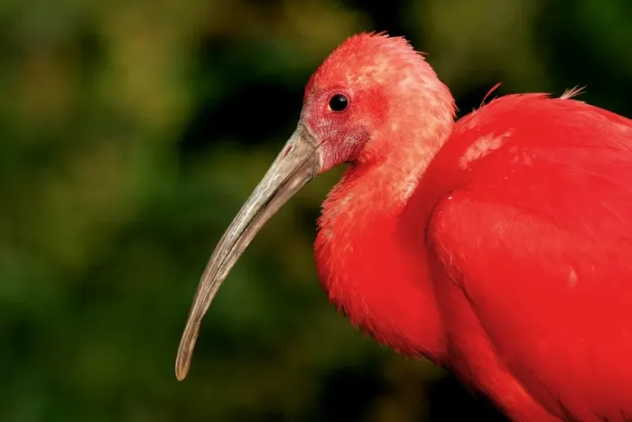 Framed Print : Scarlet Ibis - captive Framed Print : Scarlet Ibis - captive