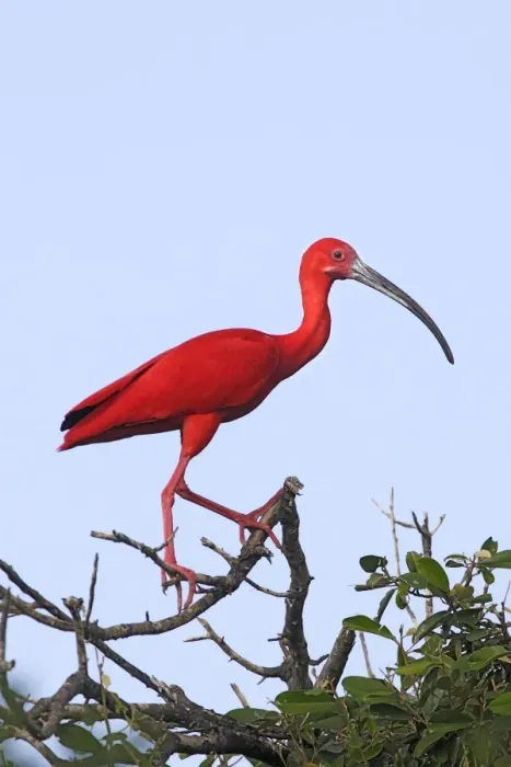 Framed Print : Scarlet Ibis. Coro Peninsula - Venezuela Framed Print : Scarlet Ibis. Coro Peninsula - Venezuela