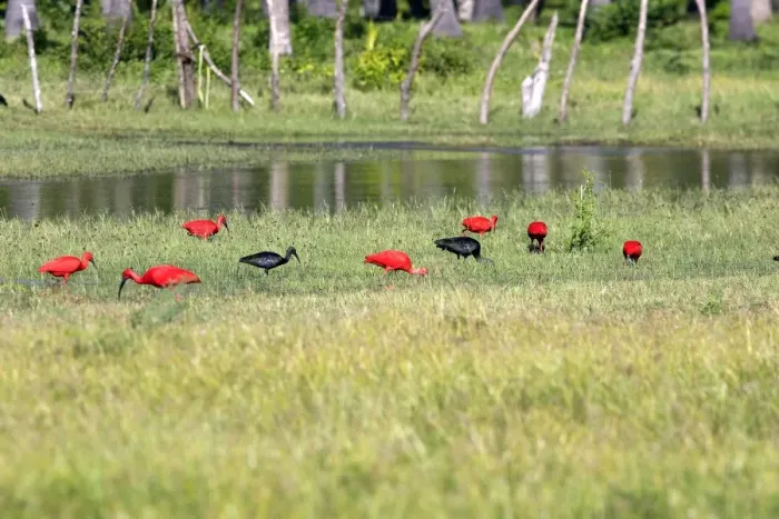 Framed Print : Scarlet Ibis. Coro Peninsula - Venezuela Framed Print : Scarlet Ibis. Coro Peninsula - Venezuela