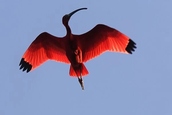 Scarlet Ibis - in flight