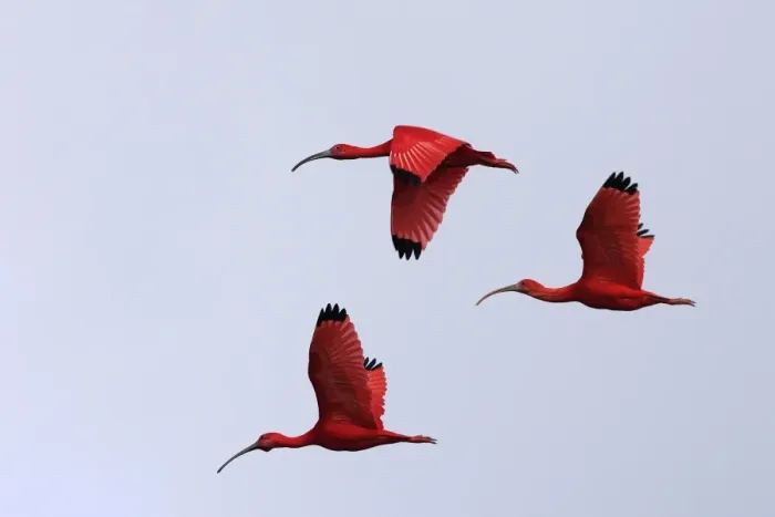 Framed Print : Scarlet Ibis - three in flight. Coro Peninsula - Venezuela Framed Print : Scarlet Ibis - three in flight. Coro Peninsula - Venezuela