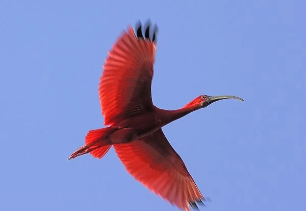 Scarlet Ibis - in flight. Coro Peninsula - Venezuela