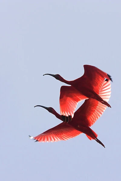 Scarlet Ibis - two in flight. Coro - Venezuela