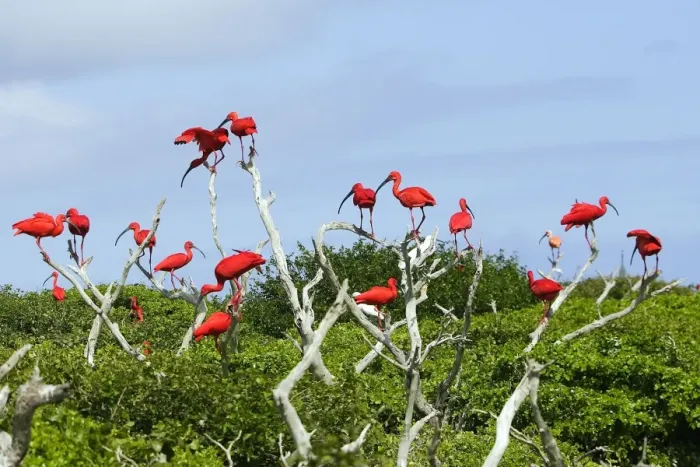 Framed Print : Scarlet Ibis - flock. Coro - Venezuela Framed Print : Scarlet Ibis - flock. Coro - Venezuela