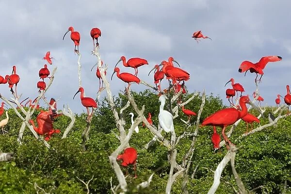 Scarlet Ibis - flock. Coro - Venezuela